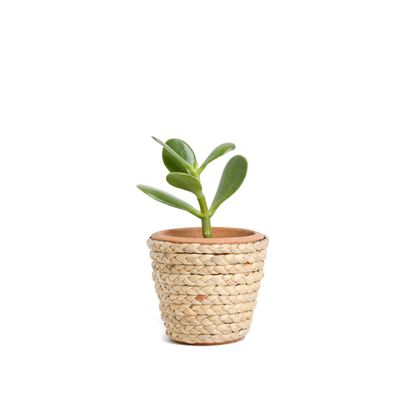 Bensai Ficus Ginseng - Image 2