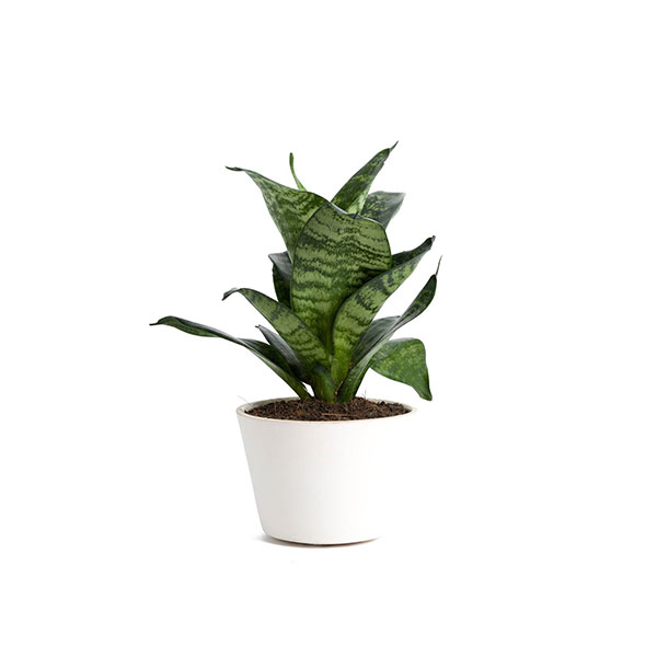 Aglaonema Quadro - Image 4