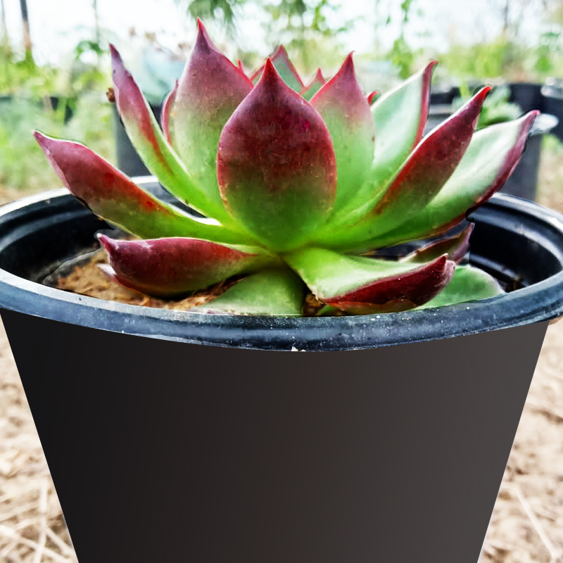 Echieveria Red Lipistic