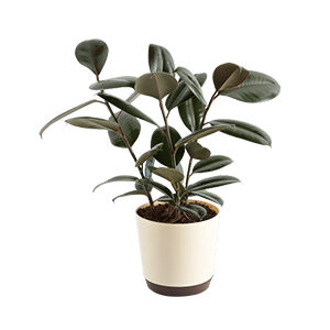 Rubber plant