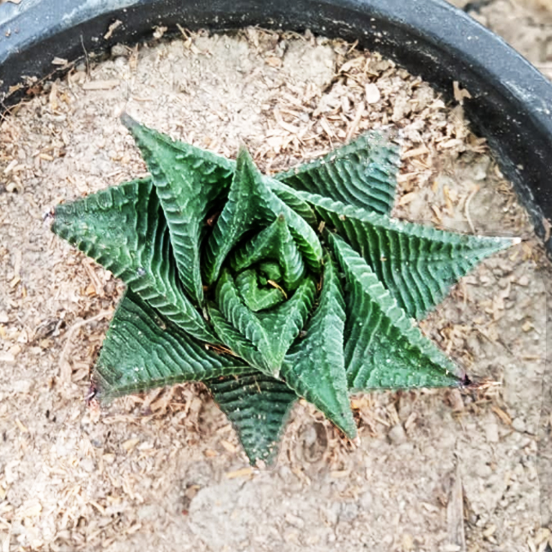 HAWORTHIA LIMIFOLIA
